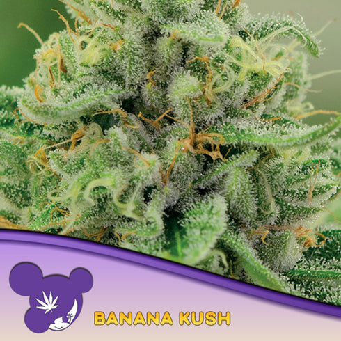 Anesia Seeds - Banana Kush